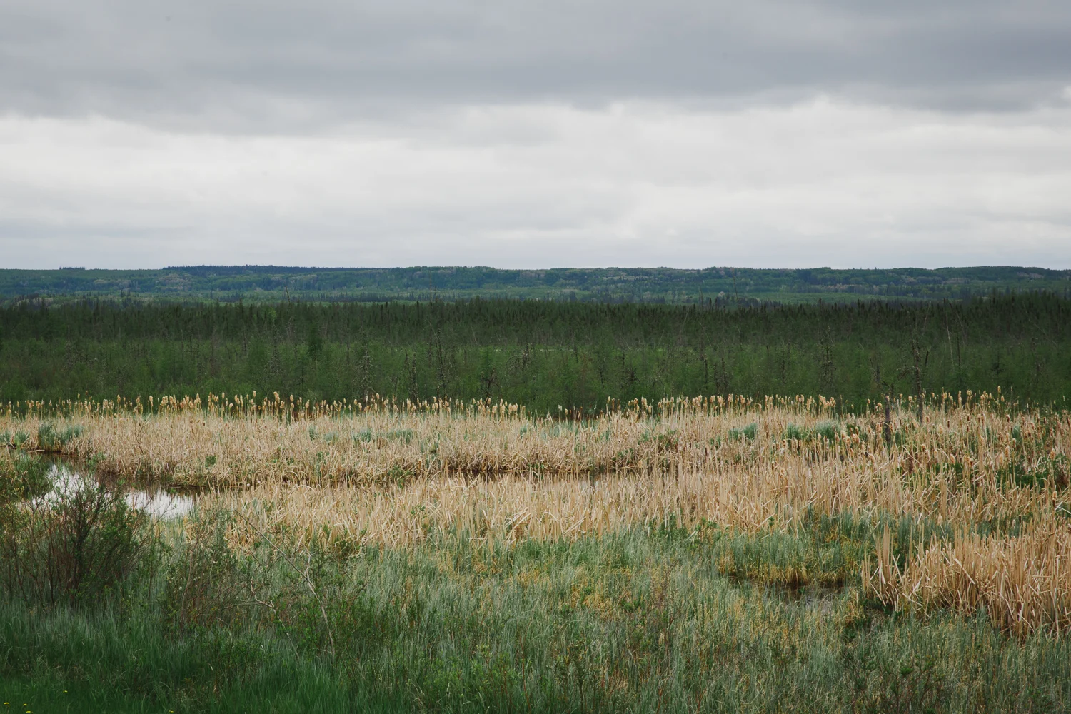 © Katee Pederson-28.jpg