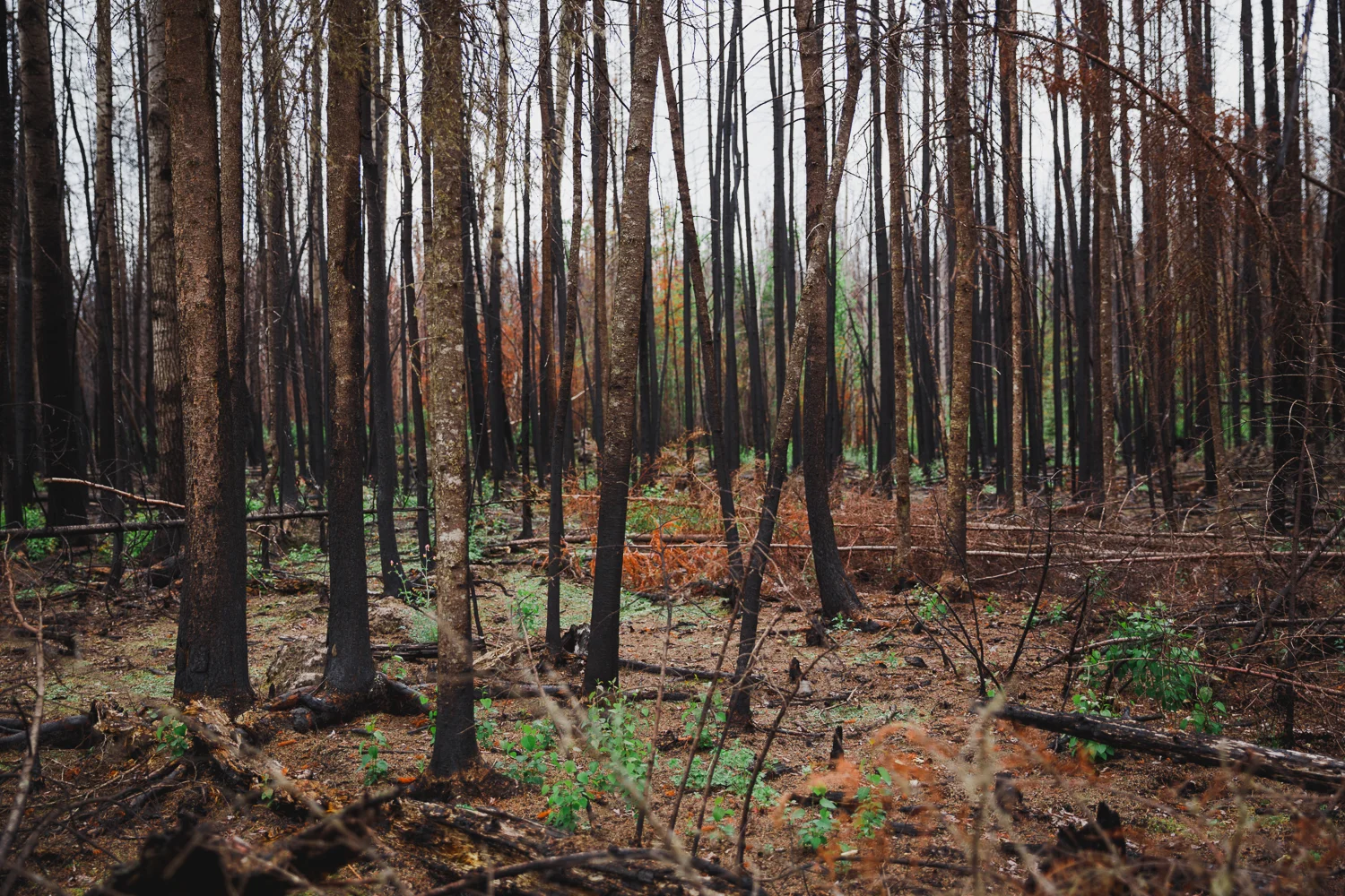 © Katee Pederson-44.jpg