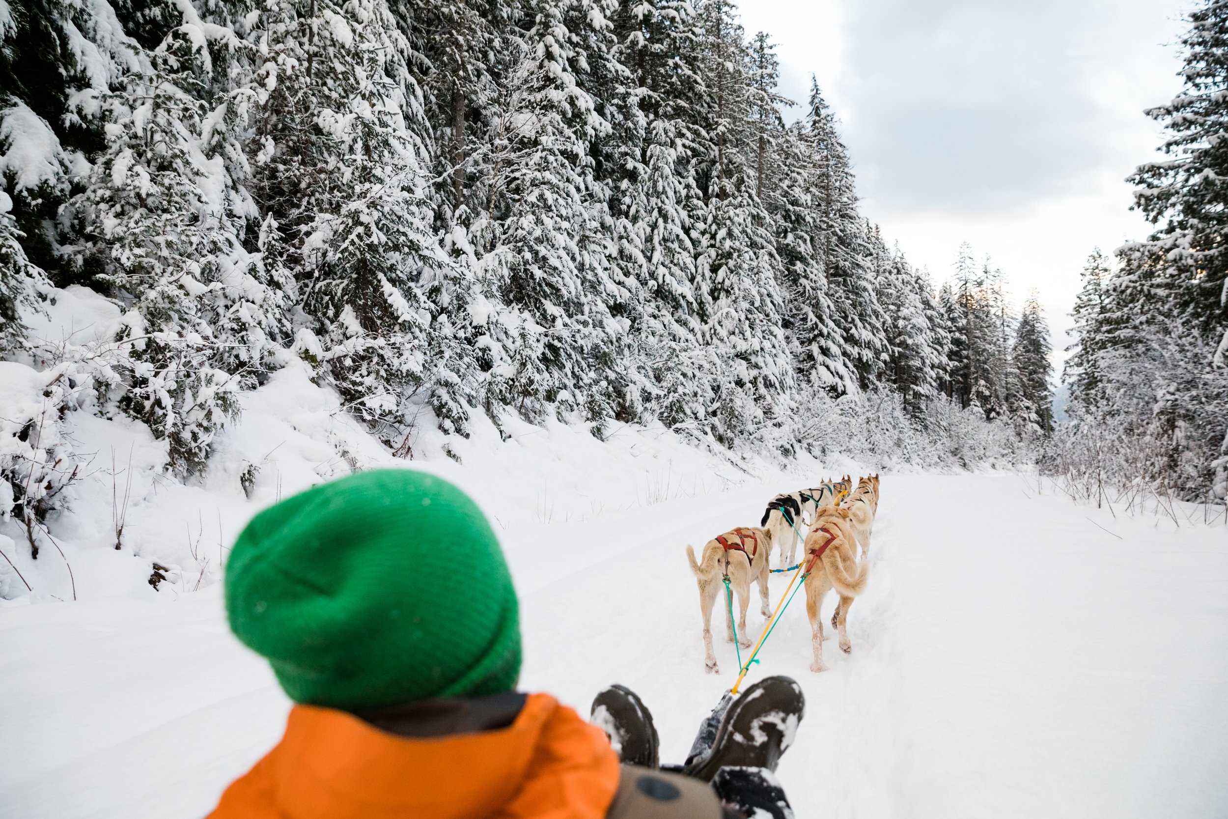 dogsledding-in-revelstoke-65.jpg