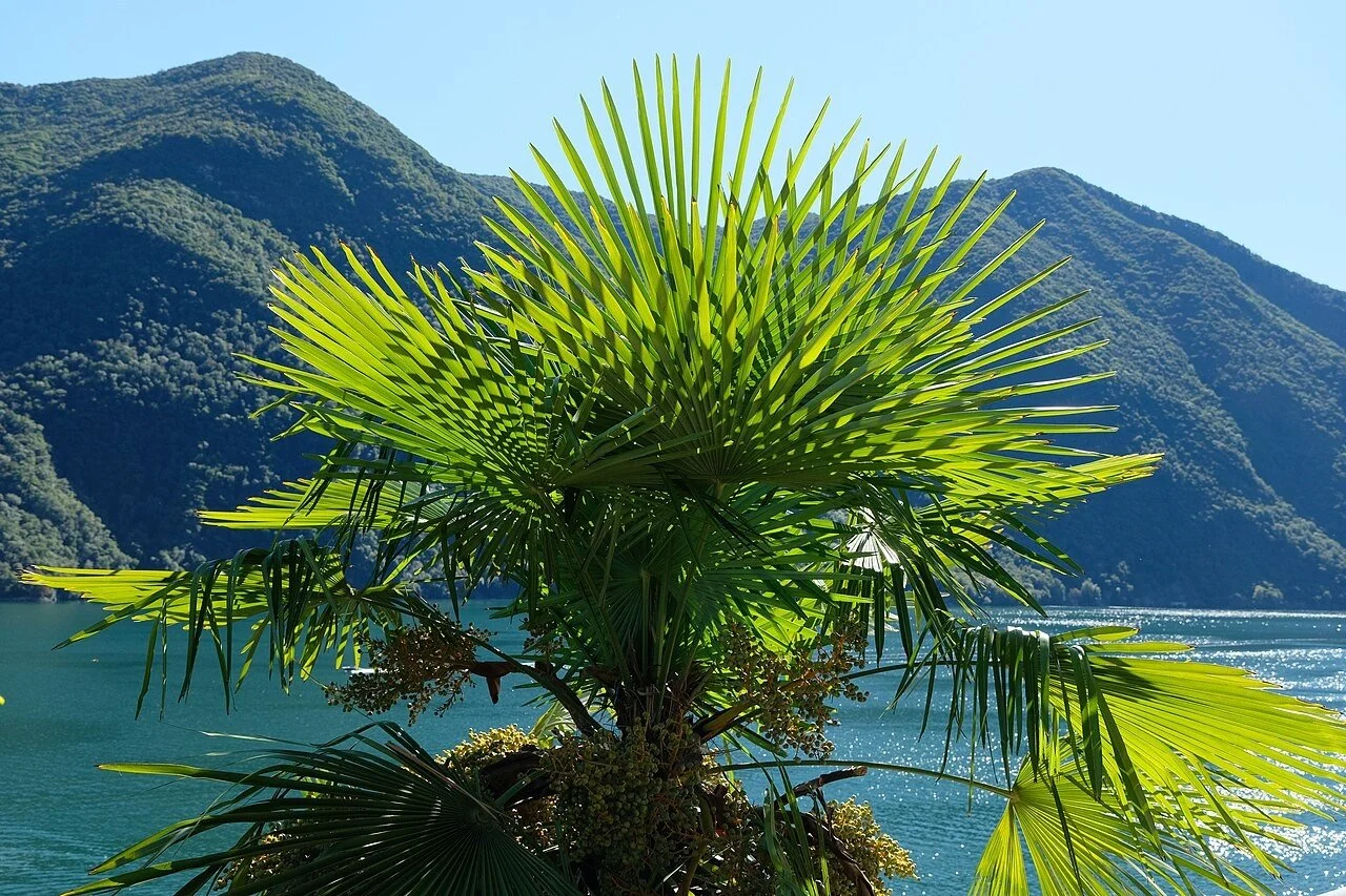 PROGETTO: Appartamenti di vacanza, Cureglia – Svizzera (8 appartamenti). SERVIZI: Studio di fattibilità, Conto economico previsionale su 10 anni