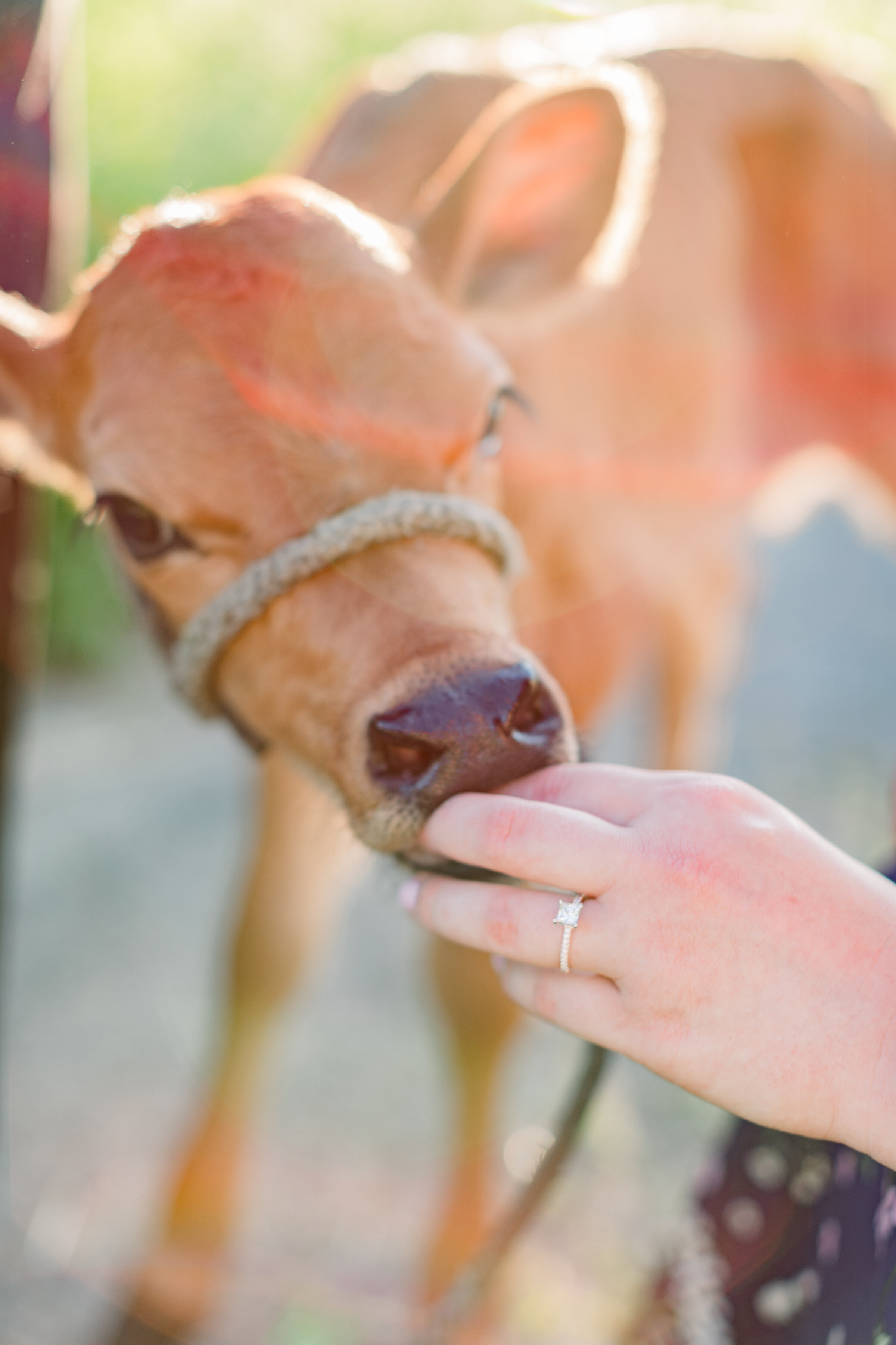  A bride shows off her engagement ring while petting a calf in a beautiful warm engagement session by Chelsea Mason Photography. Spring engagement session inspiration engagement session with cows farm animals professional photographer unique engageme