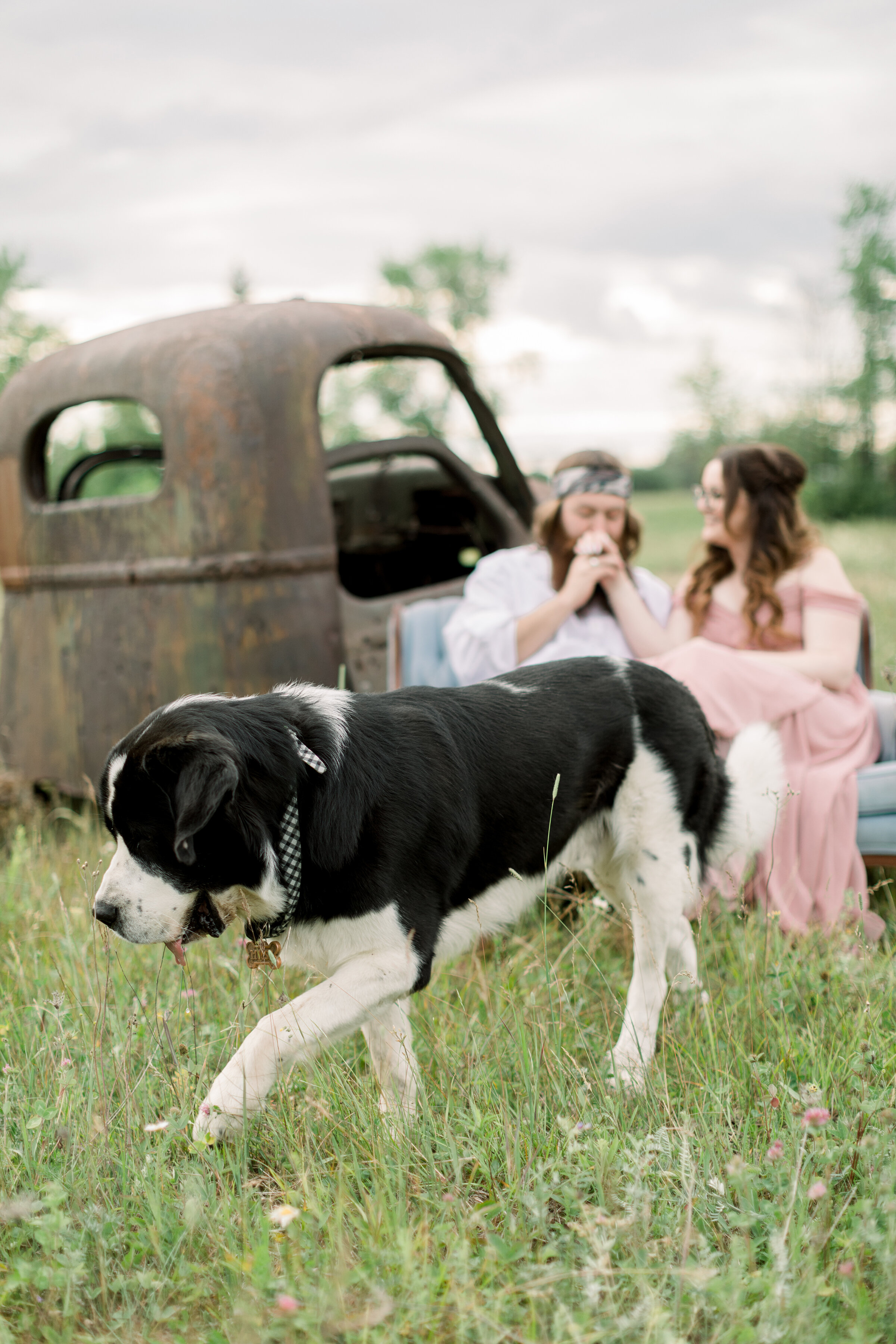  Adorable puppy at engagement photoshoot while couple toasts their upcoming wedding in the background. Rusty truck blue velvet couch in field pink off-the-shoulders engagement dress Ontario couples photographer Chelsea Mason Photography Ontario engag
