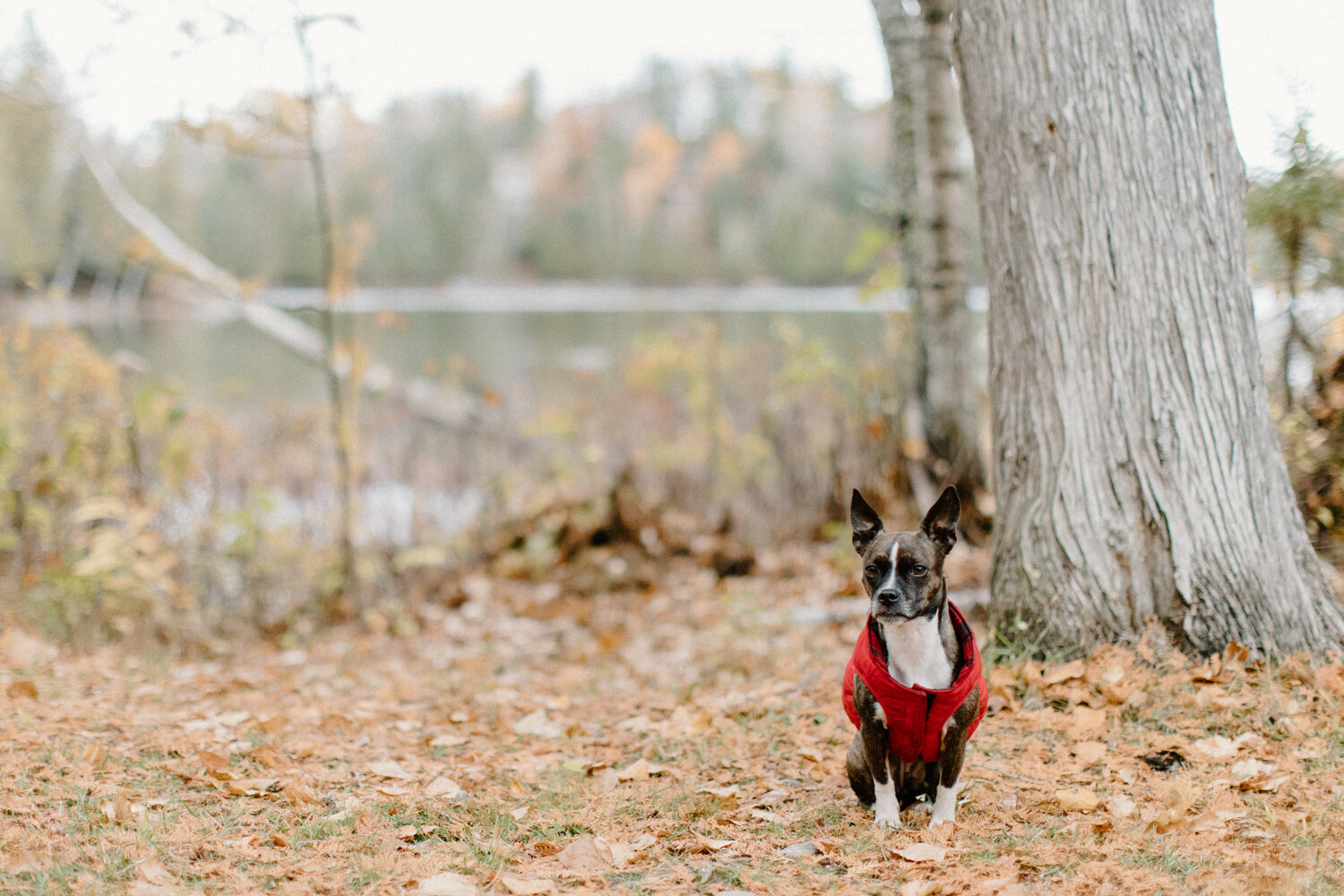  During this couple’s engagement session in Ottawa, Canada, Chelsea Mason Photography captures an up-close portrait of this french bulldog wearing a red puffer vest. Dog red puffer vest, french bulldog portrait, professional engagement photographer o