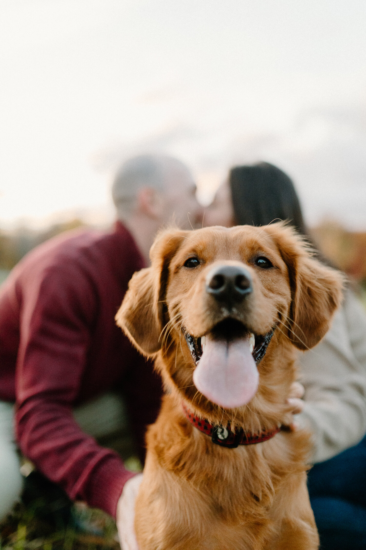  Ontario, Canada’s Chelsea Mason Photography captures this happy medium brown golden retriever pose for the camera while its parents kiss in the backdrop during their engagement session. engagement session with golden retriever couple posed out of fo