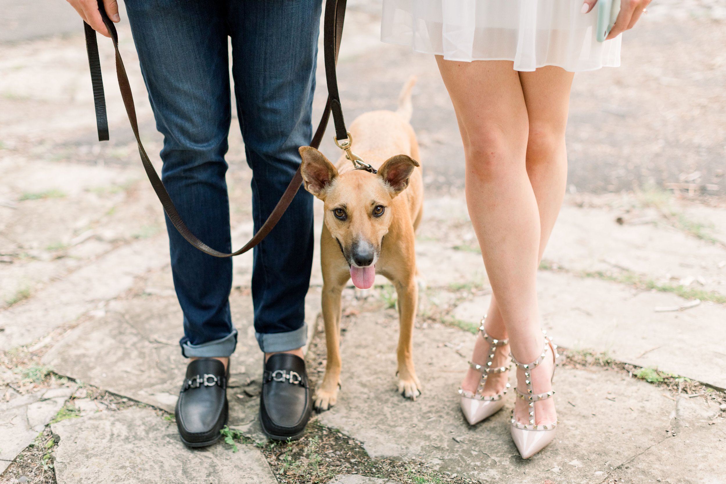  Close-up photograph of a dog and owner's feet by Chelsea Mason Photography in Ottawa. engagement photographer Ottawa wedding #Ottawaengagements #Ottawaweddingphotographers #engagementwithdogs #ChelseaMasonPhotography #ChelseaMasonEngagements  