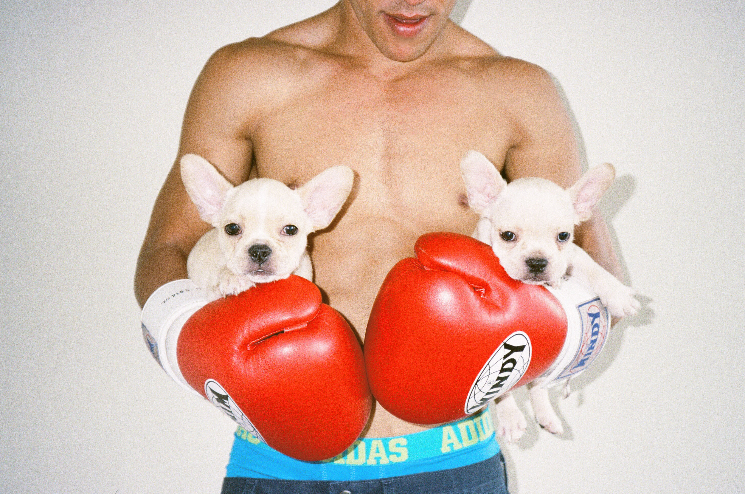 DLG_boxingdogs.jpg