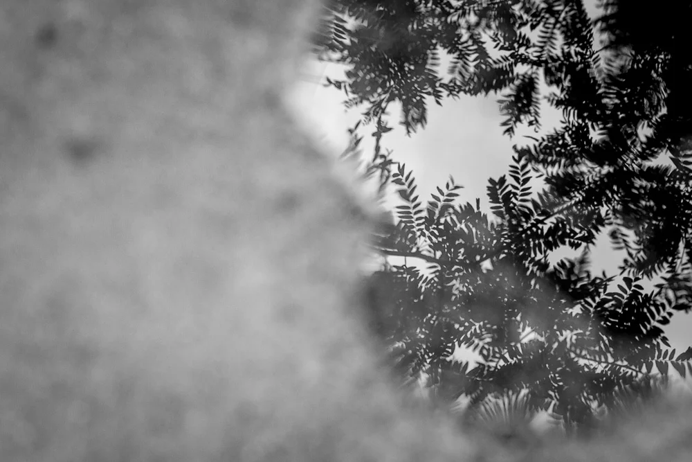 IMG_9720.jpg