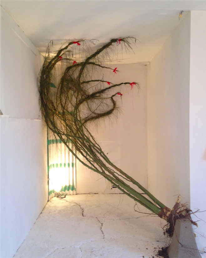 Braided Thorn Tree , 2018, Thorn tree, concrete, fiberglass awning, red bows, work light, installation, dimensions variable