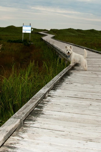 Emilie's favourite Incredible Shrinking Region photo: Conrad's Beach in Nova Scotia.