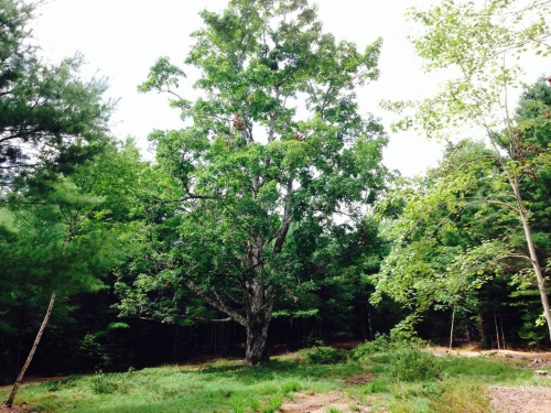 The sugar Maple at Windhorse Farm in Nova Scotia.