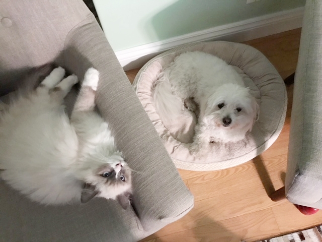 Bacon the Cat. Monet the Dog. Both stars in their own minds.
