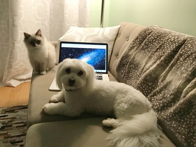 Monet the Dog and Bacon the Cat like space too.