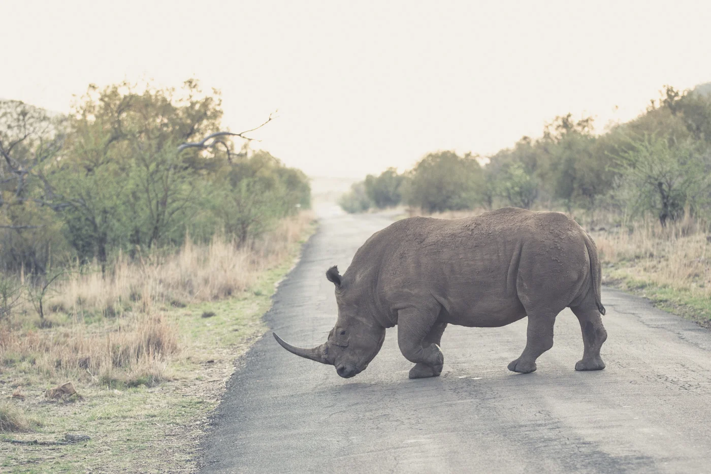 Africa for Webite-0857.jpg