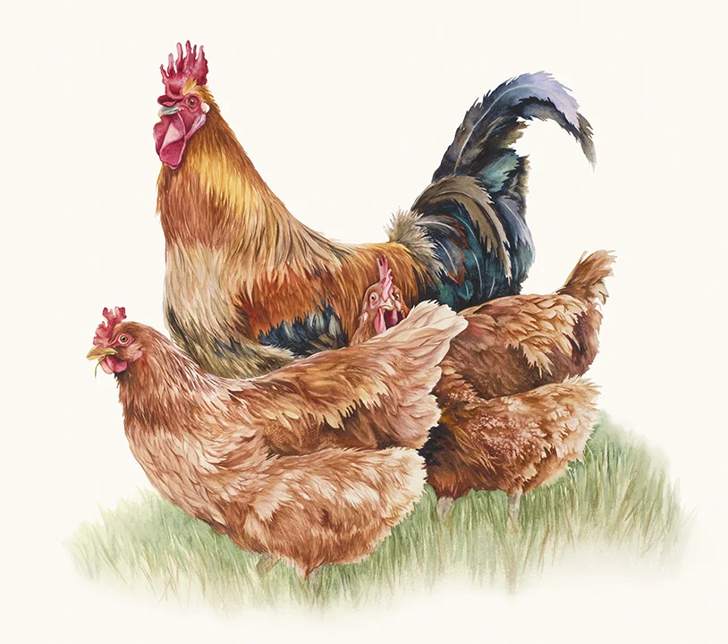 Hen Pecked 2-Final-Sharpened-Orig.22x25.jpg