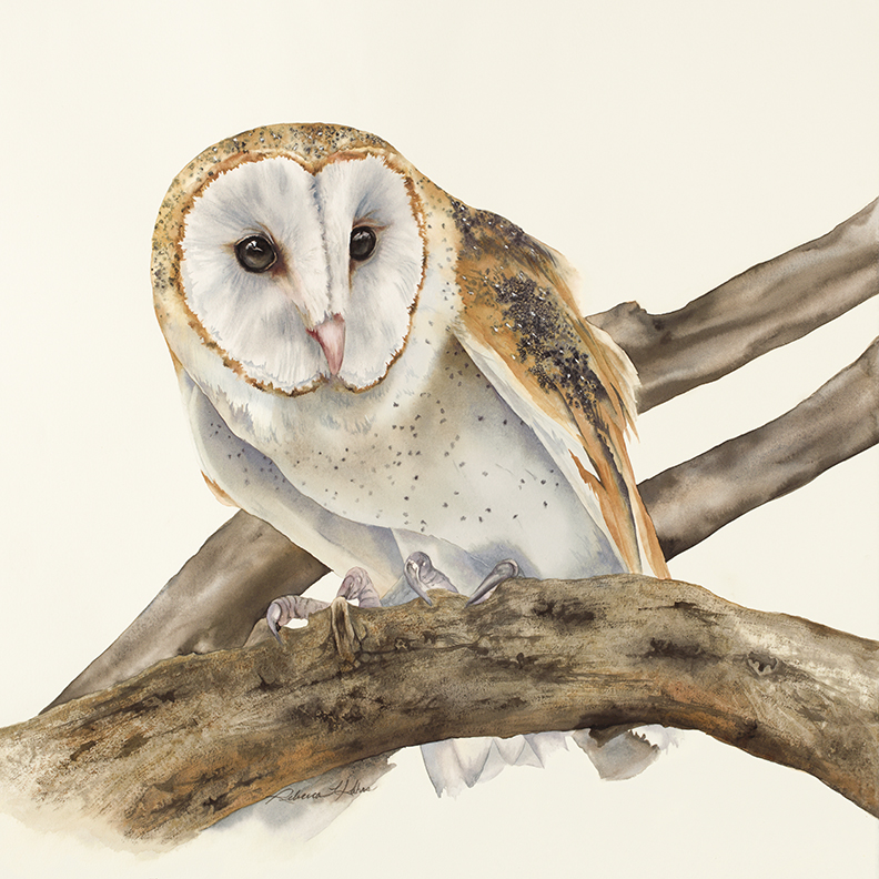 Barn Owl-Final-Orig(25x25)-Sharpened.jpg