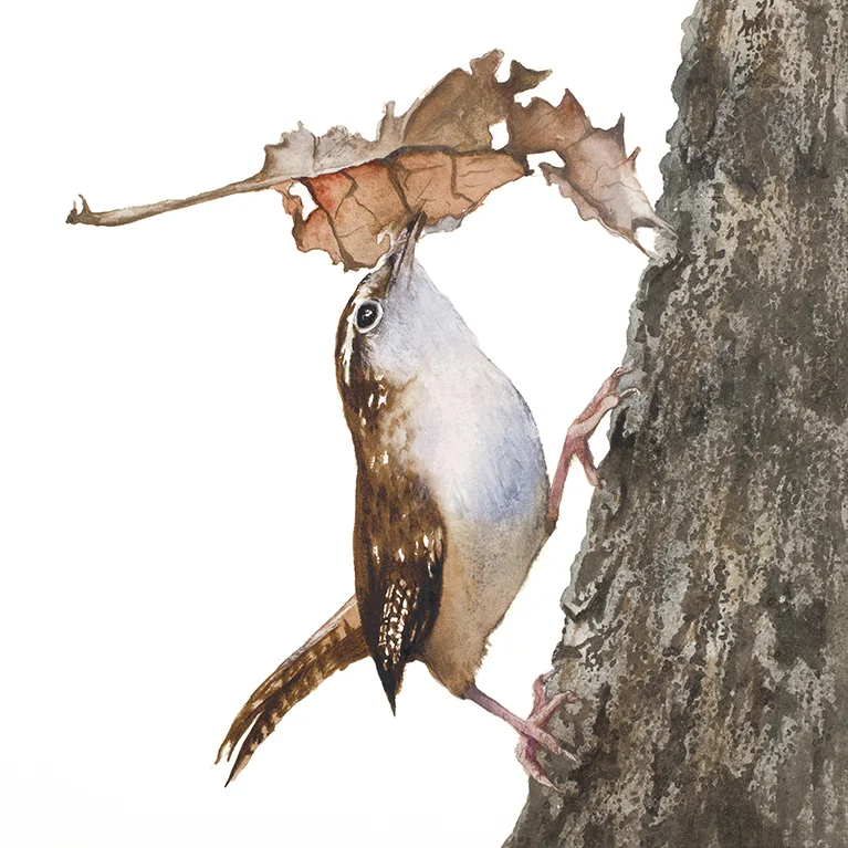 Wren Nesting-Final-Sharpened-Orig.6.25x6.25.jpg