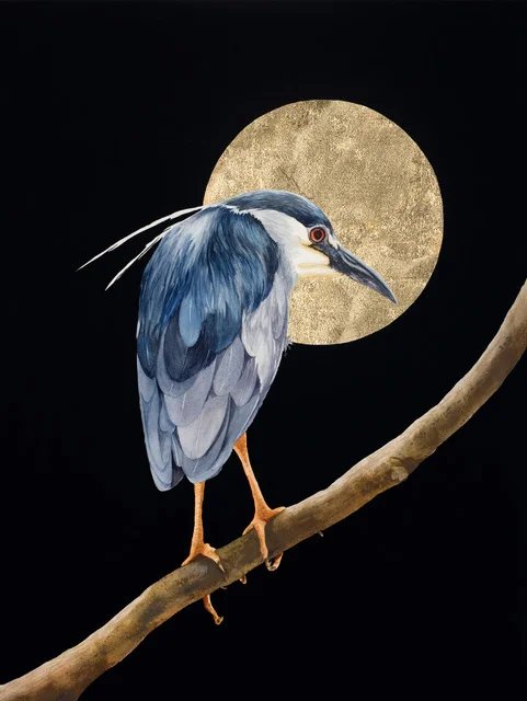 Black Crown Night Heron