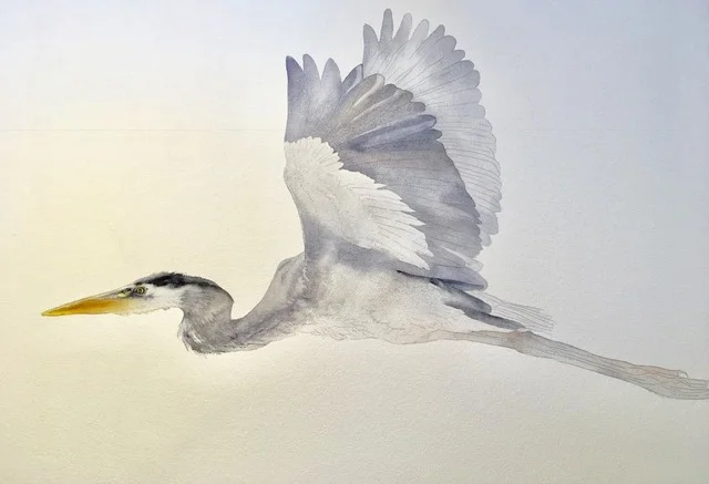 I continue to build up my grays. When I am painting these images I have to keep in mind that my background will be black so I am constantly thinking about where I am placing my darks. On the head of the heron I wasn't too worried about this because I will have the golden moon in the area behind his head. 