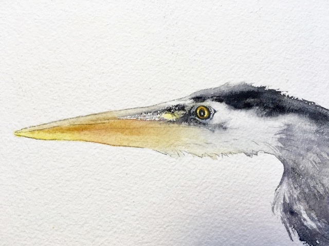 Around the eye area going into the beak I have used the Lunar Black by Daniel Smith.....you can see how it does some wonderful granulation.