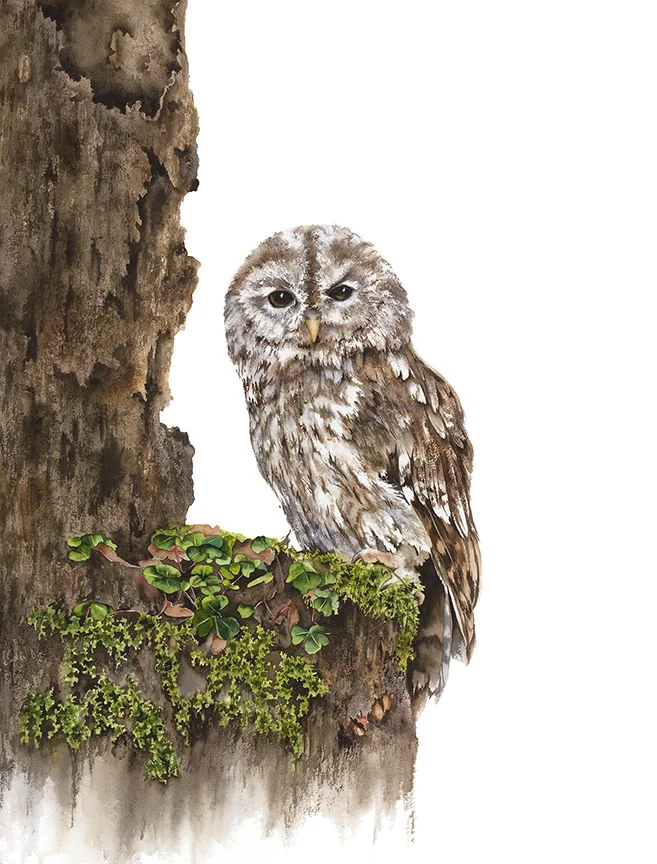 Barred Owl-Final(white background)Final-Orig(21.25x28.5)-Sharpened-.jpg