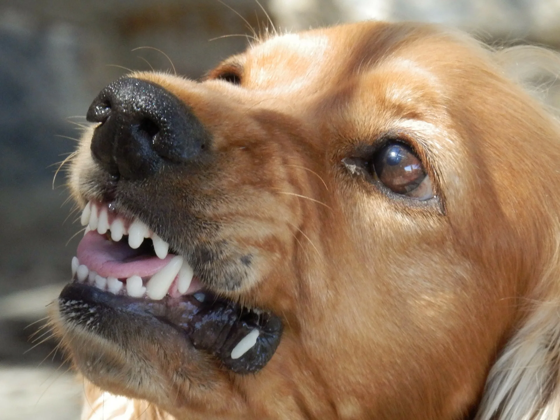 what to do when your dog bites someone