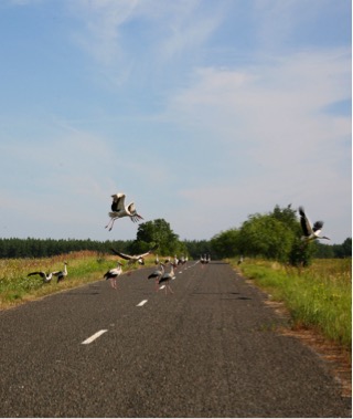 White storks on road near Chernobyl, Ukraine. Photo Credit: Dr. Tim Mousseau
