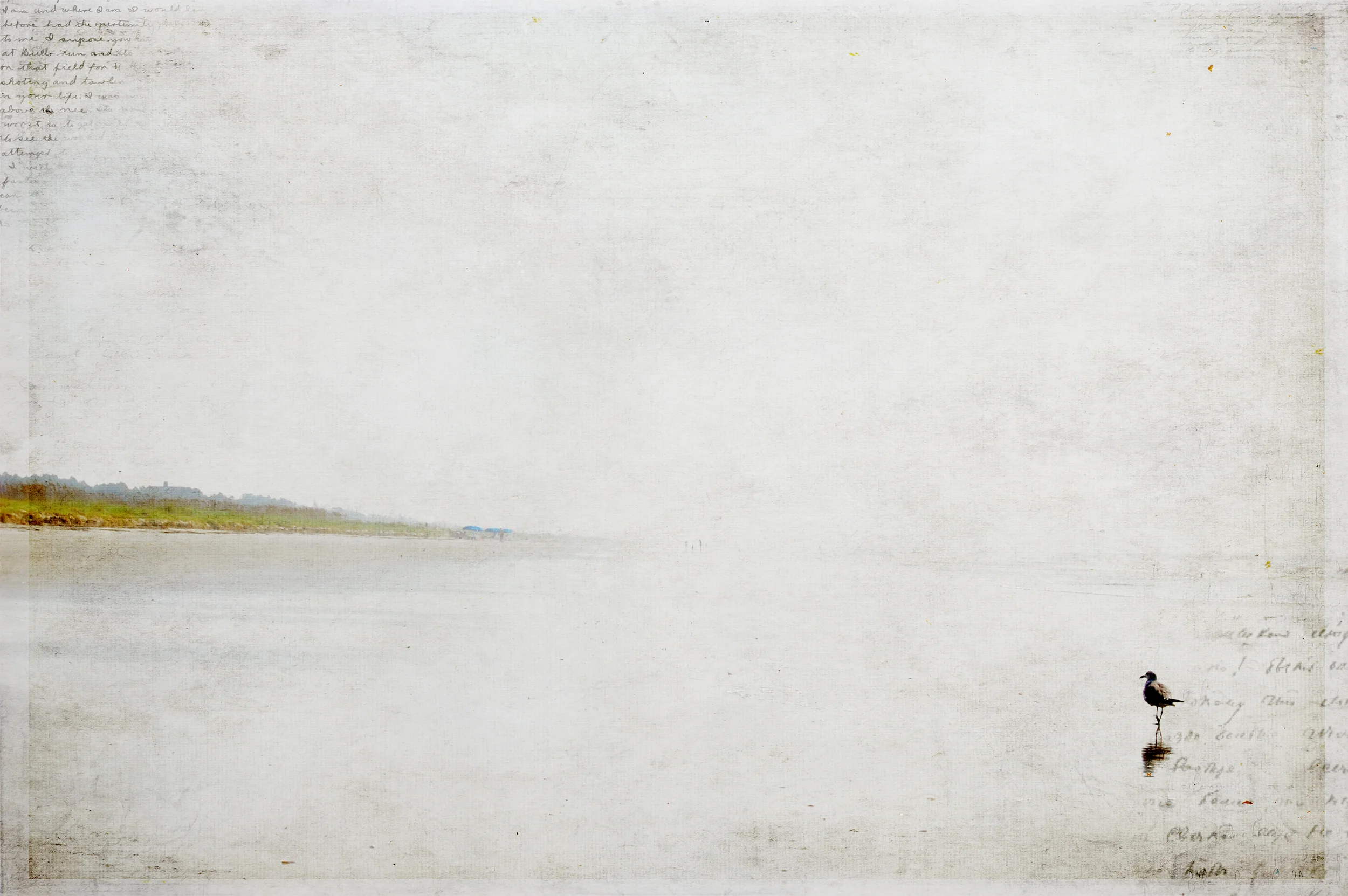 Seagull's Silence.jpg