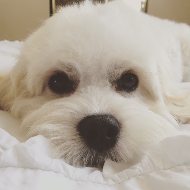 Gratuitous puppy pic because my puppy is awesome. Bernie sanders! you are the cutest!!!!
