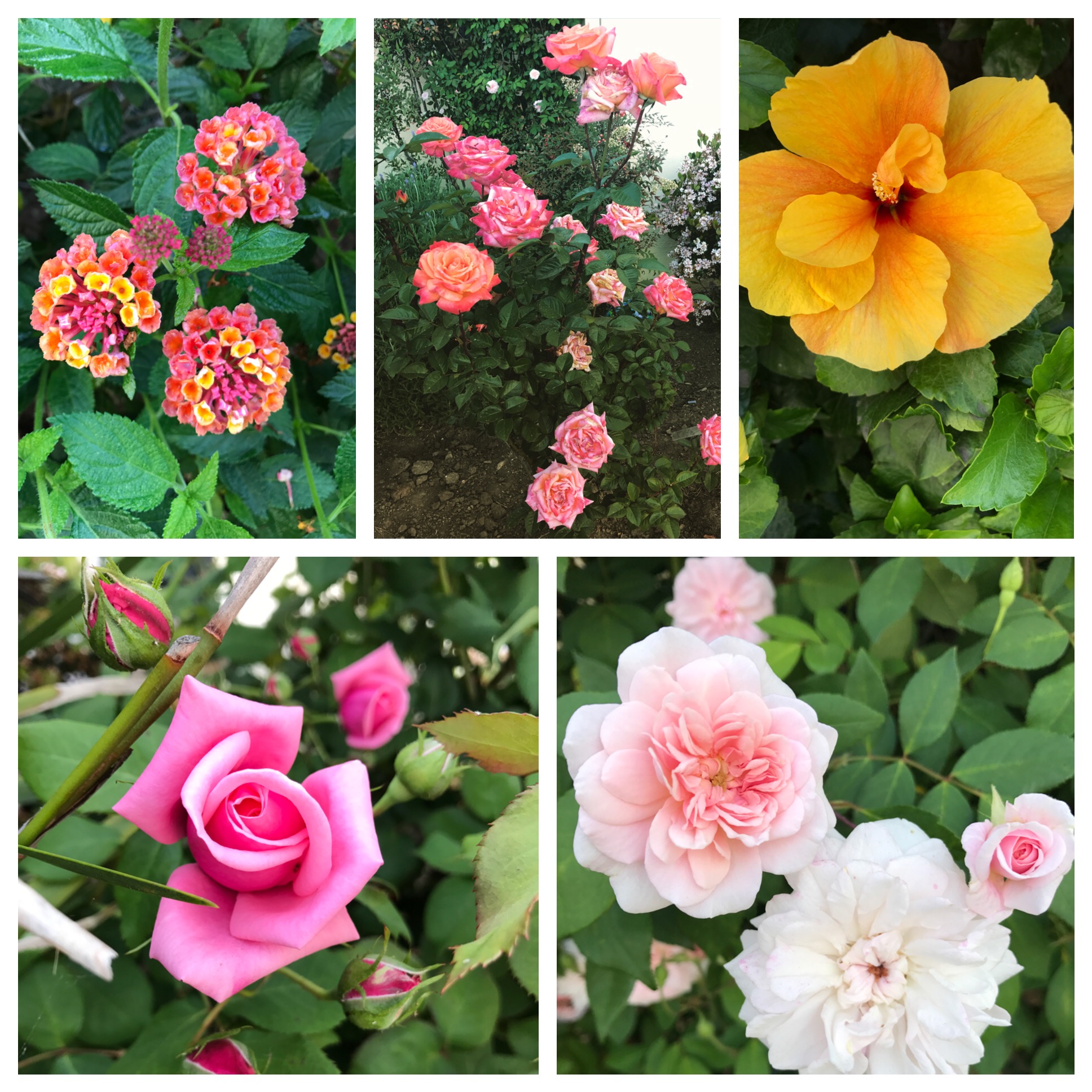 Some flowers from my garden