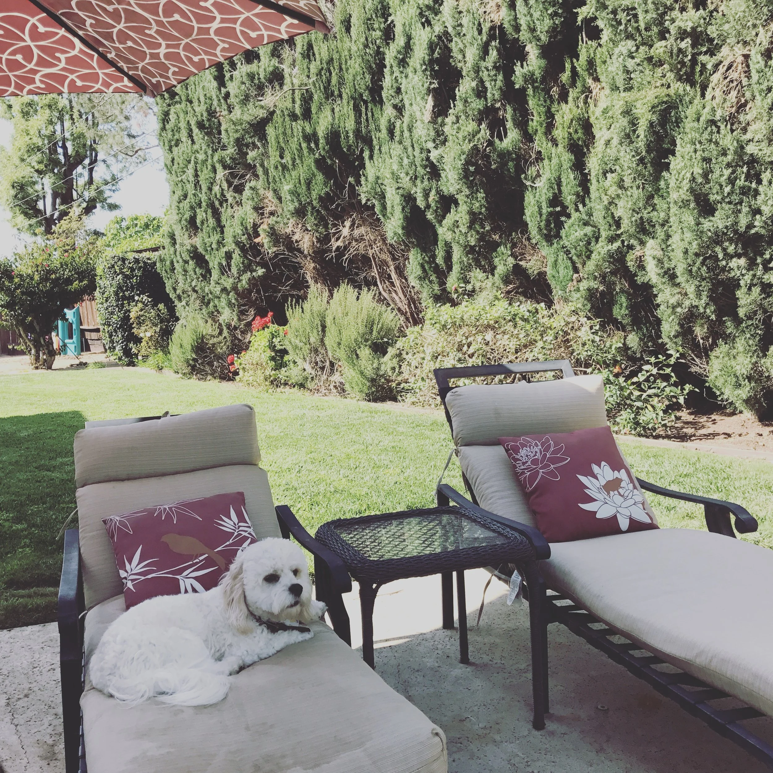 Bernie relaxing in the backyard :)