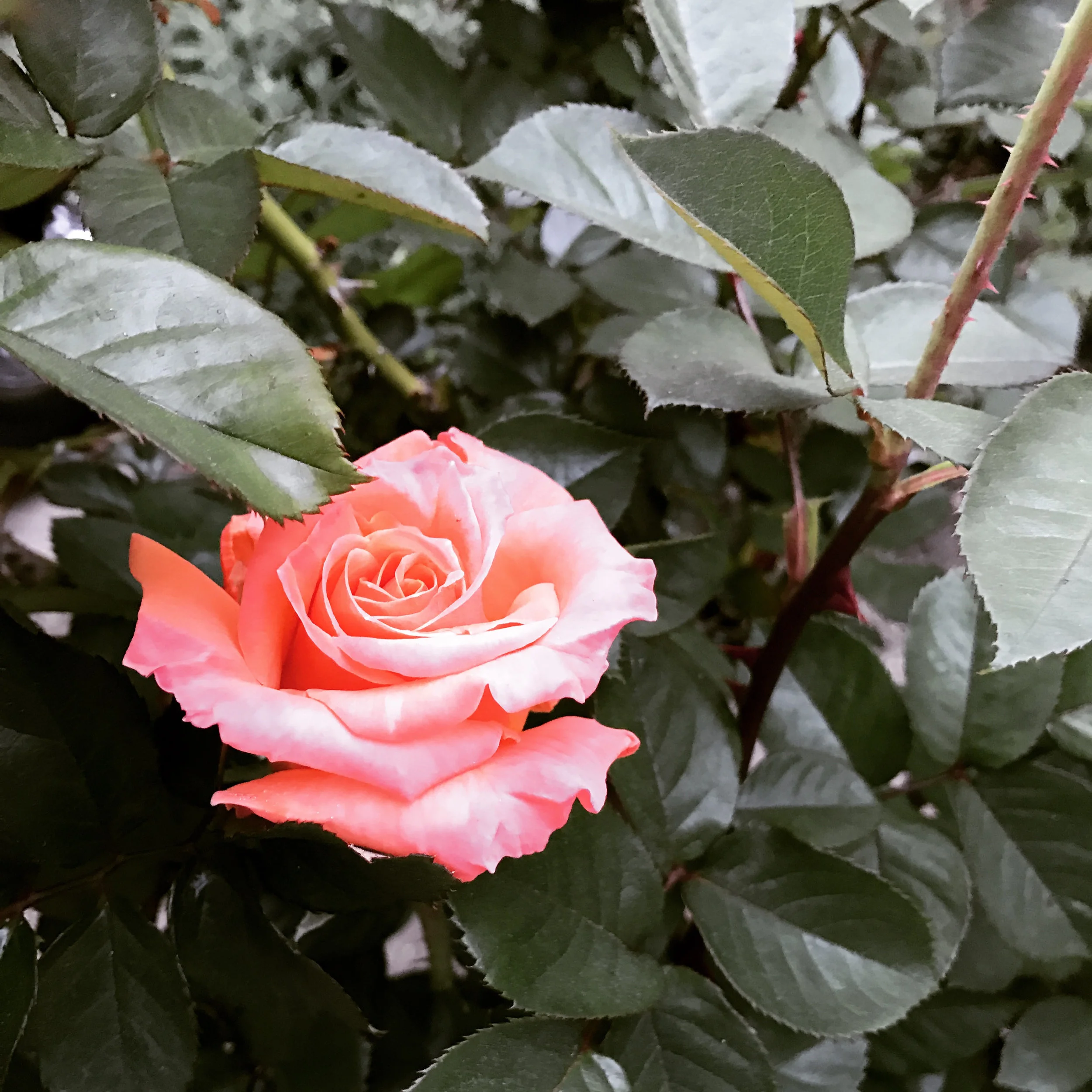 Following in the Little Way of St. Therese