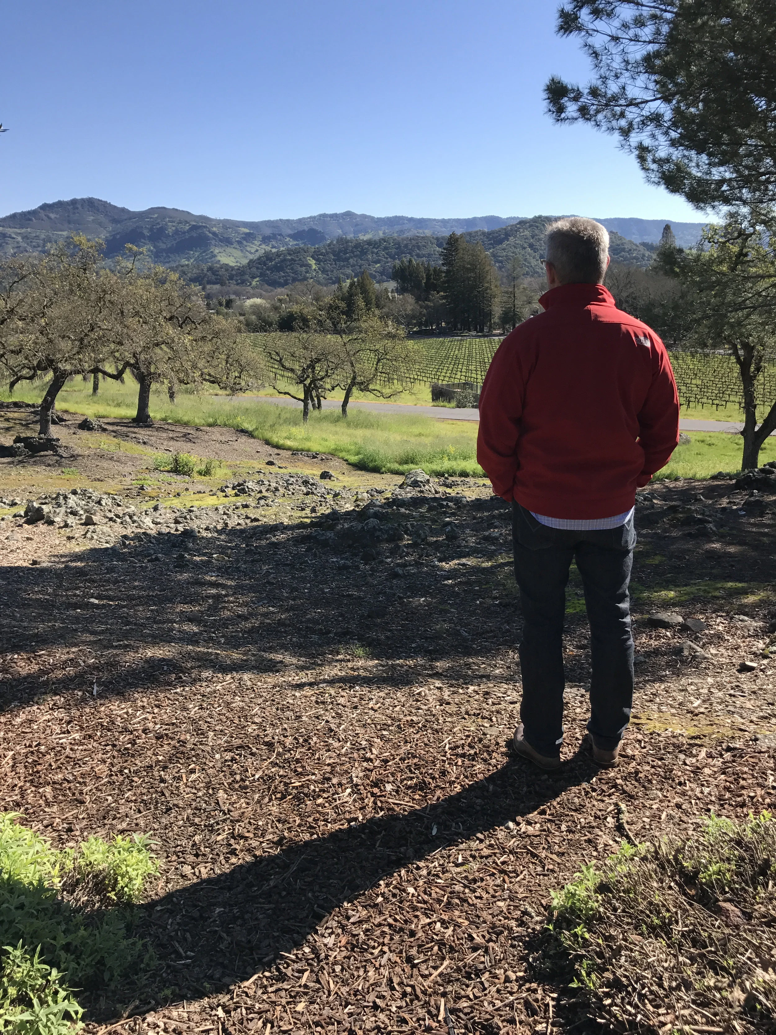 Napa 2.jpg