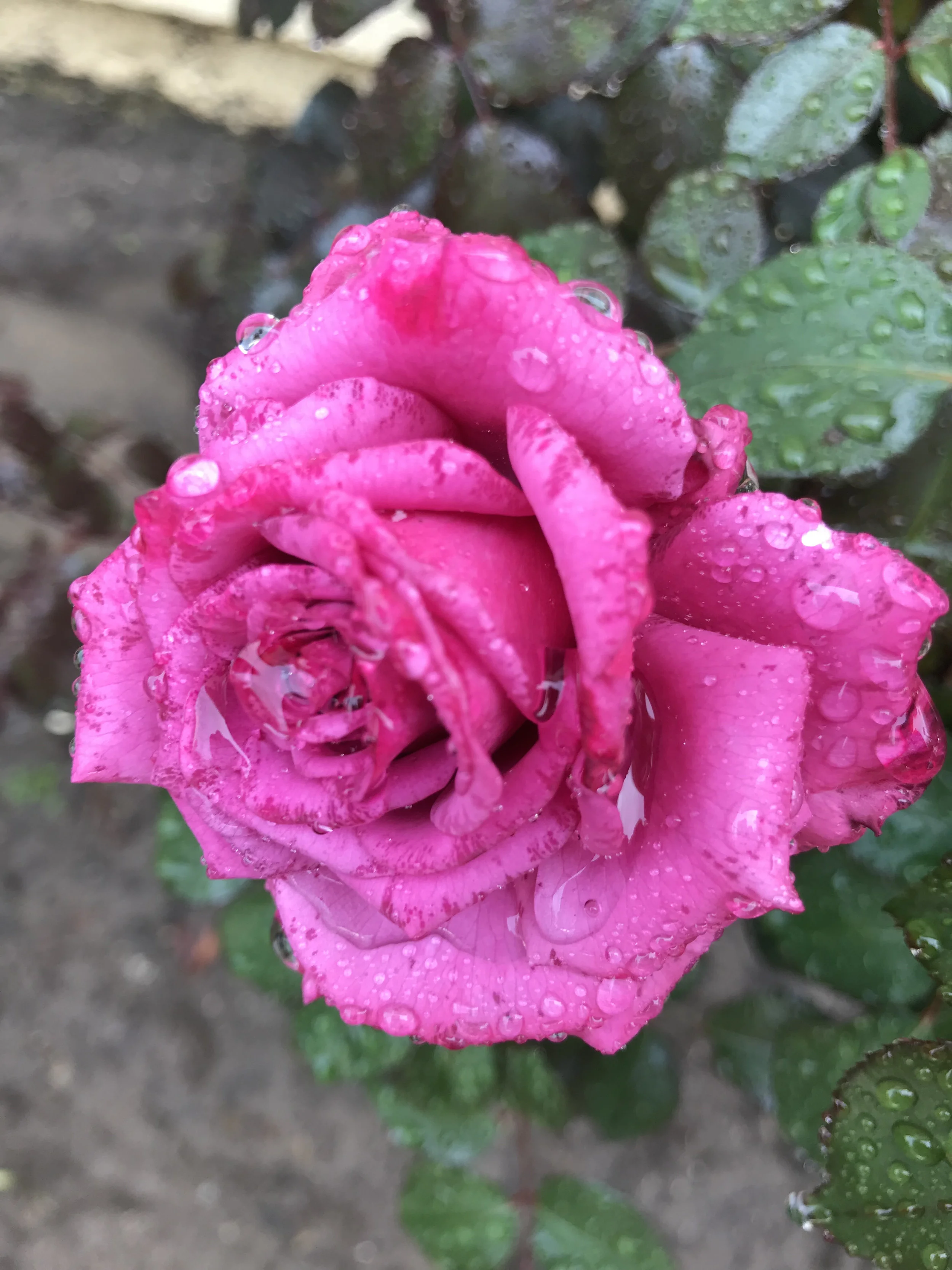 Rose 1.jpg