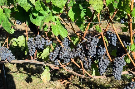 HarvestOct2014-4.jpg