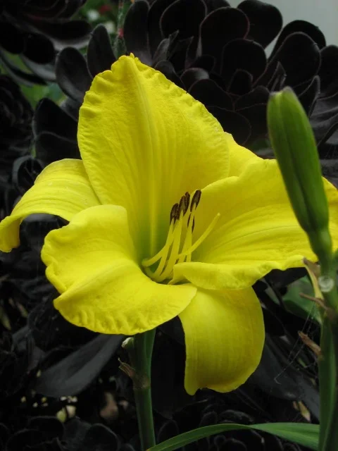 yellow+flower+in+bloom.webp