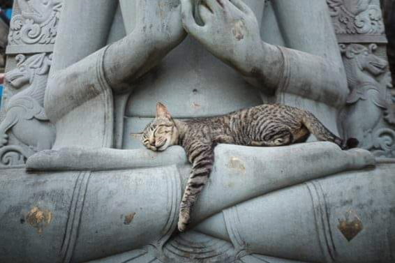 cat+relaxing.jpg