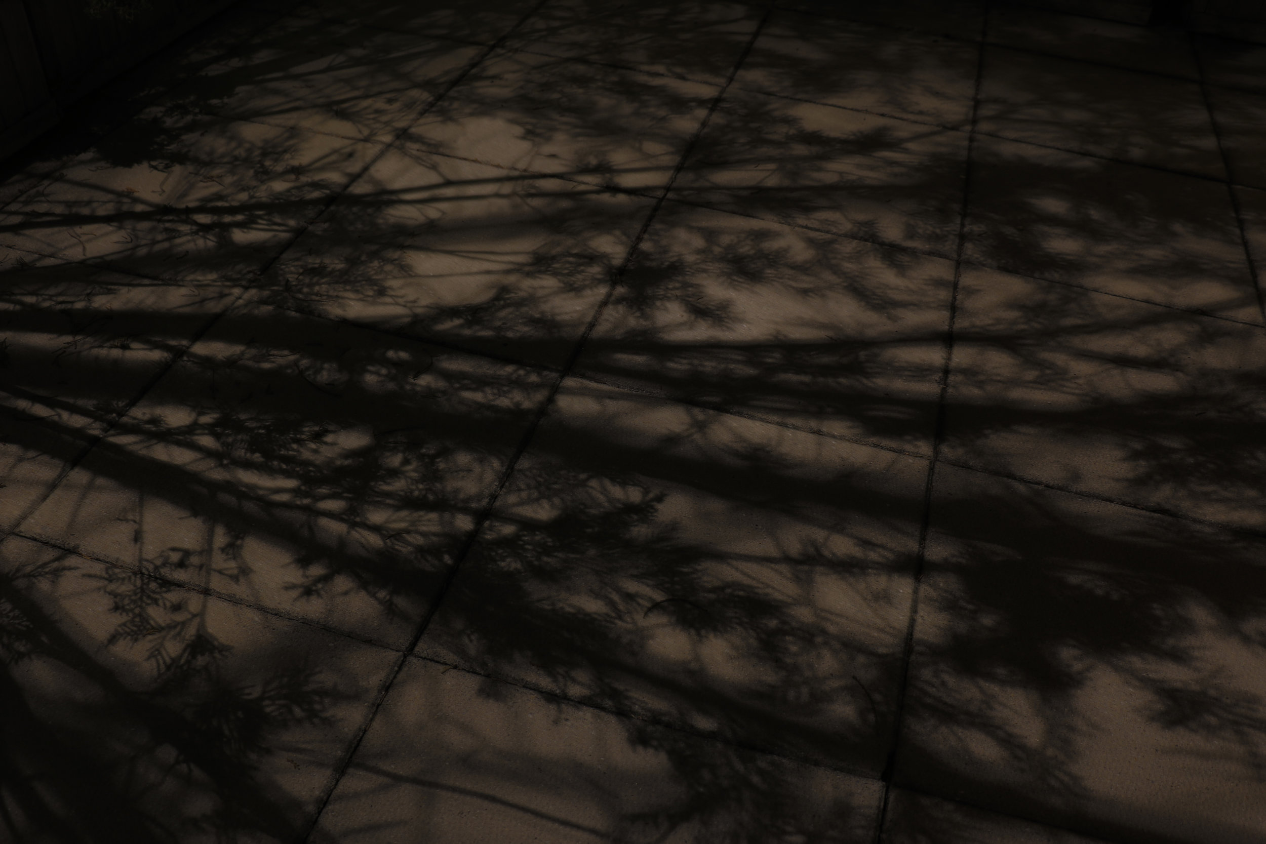 Tree Shadow.jpg