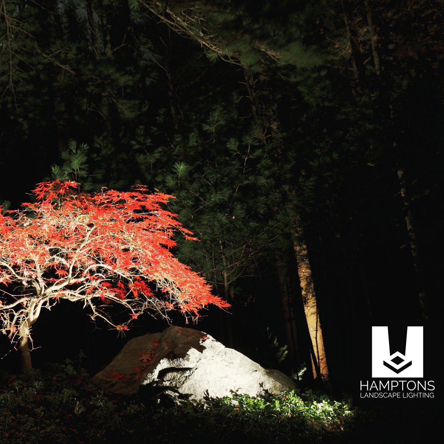 🍁✨ Enchanted Evenings Await! Dive into the tranquility of our latest masterpiece. This Japanese maple, bathed in the soft glow of our meticulously placed landscape lights, stands as a testament to nature's beauty enhanced by thoughtful design. The l