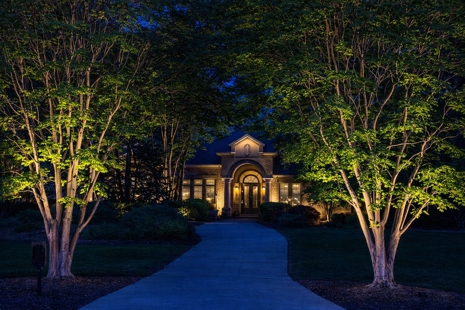 Magic of Tree Lighting