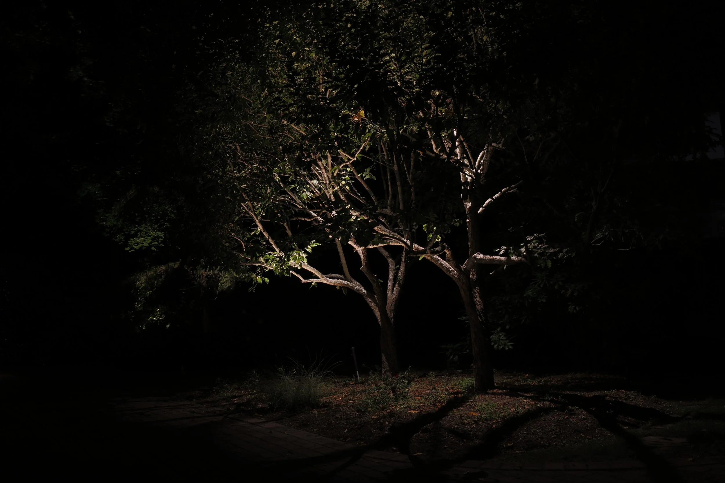 Tree Downlighting