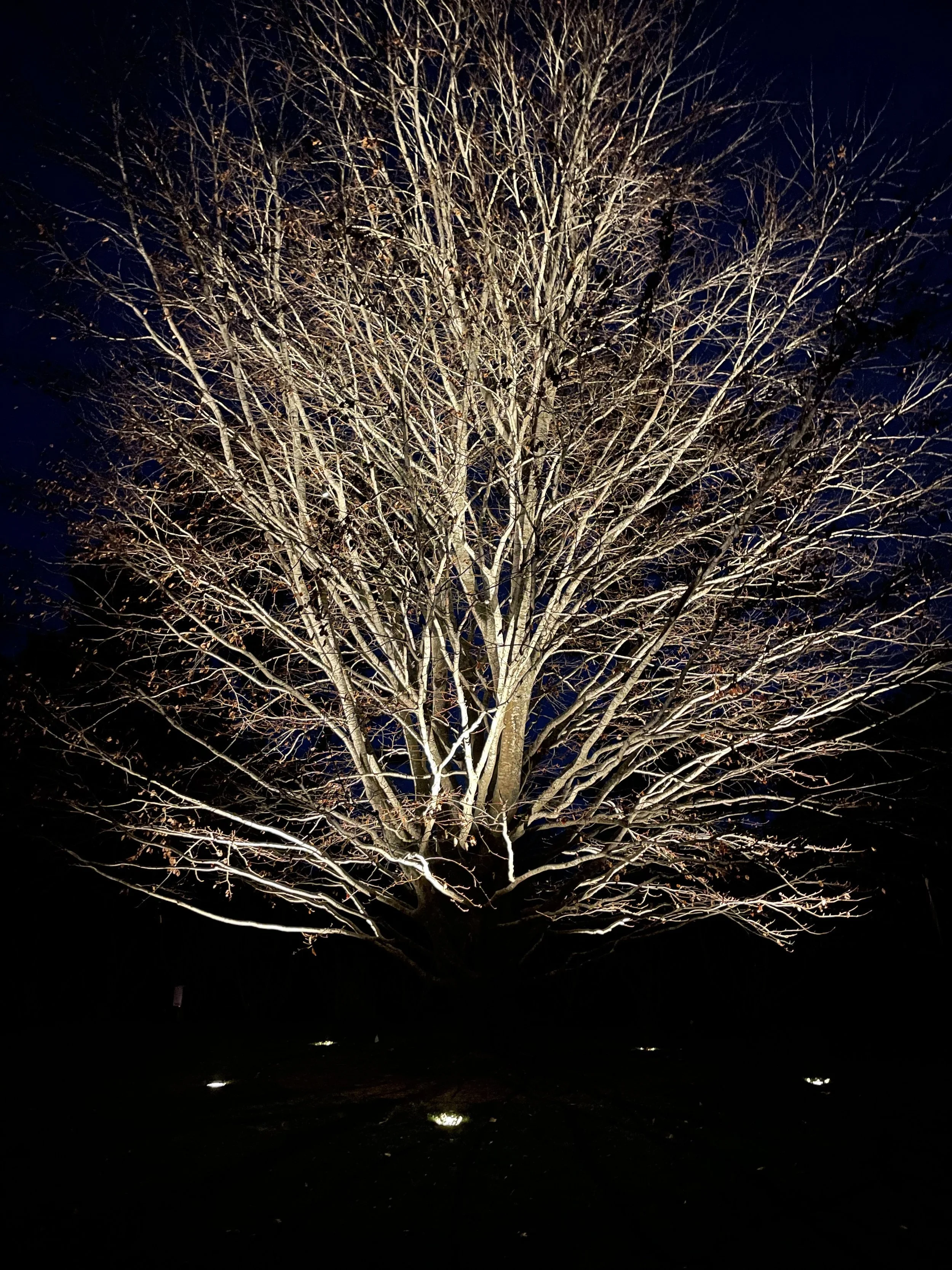 Dark Sky–Friendly Landscape Lighting in the Village of East Hampton