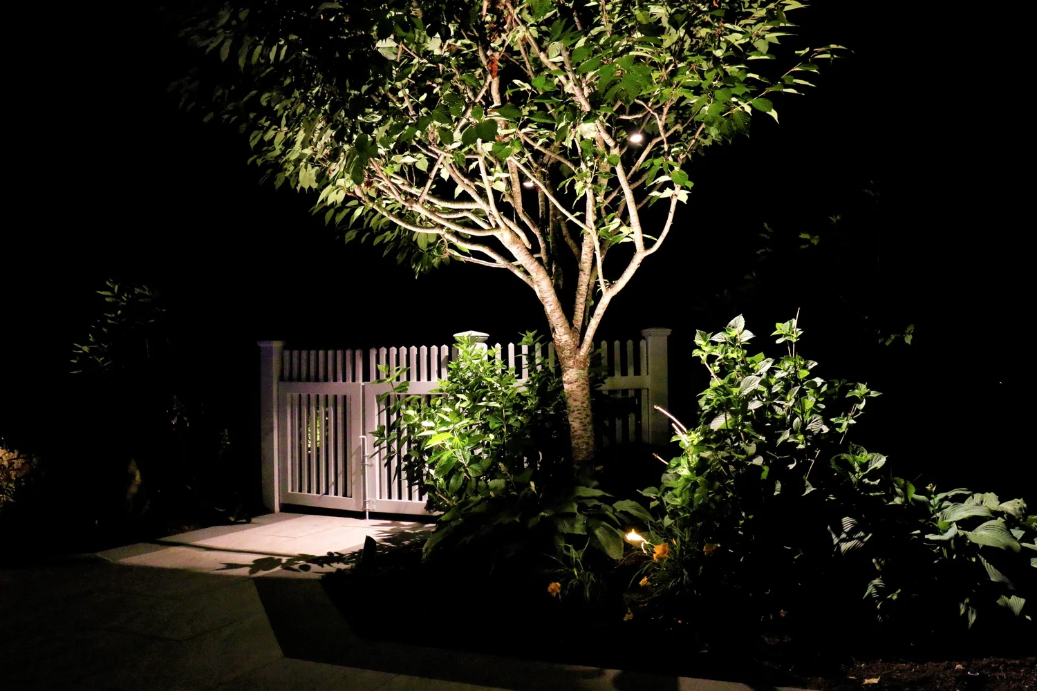 Specimen tree illuminated with controlled landscape lighting