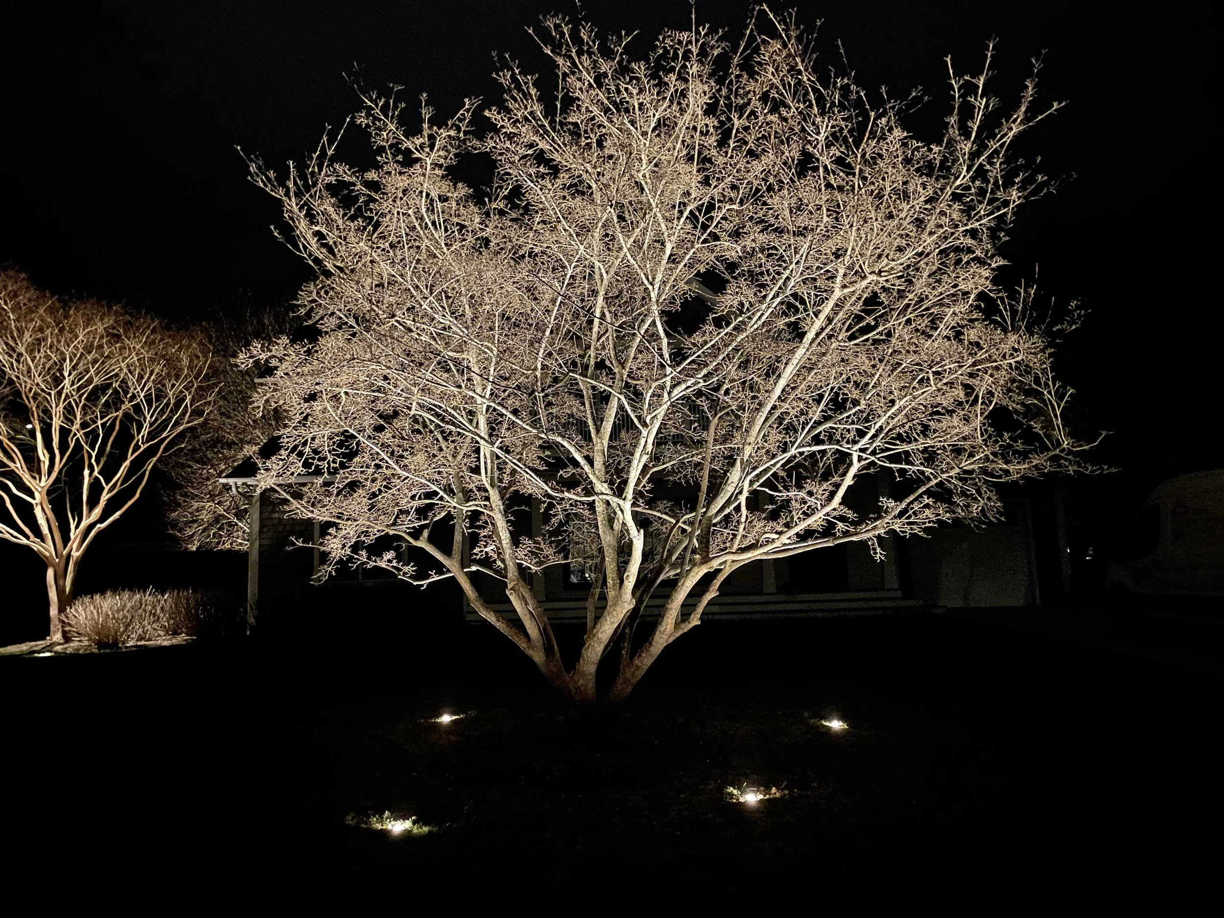 well-lit tree accentuates