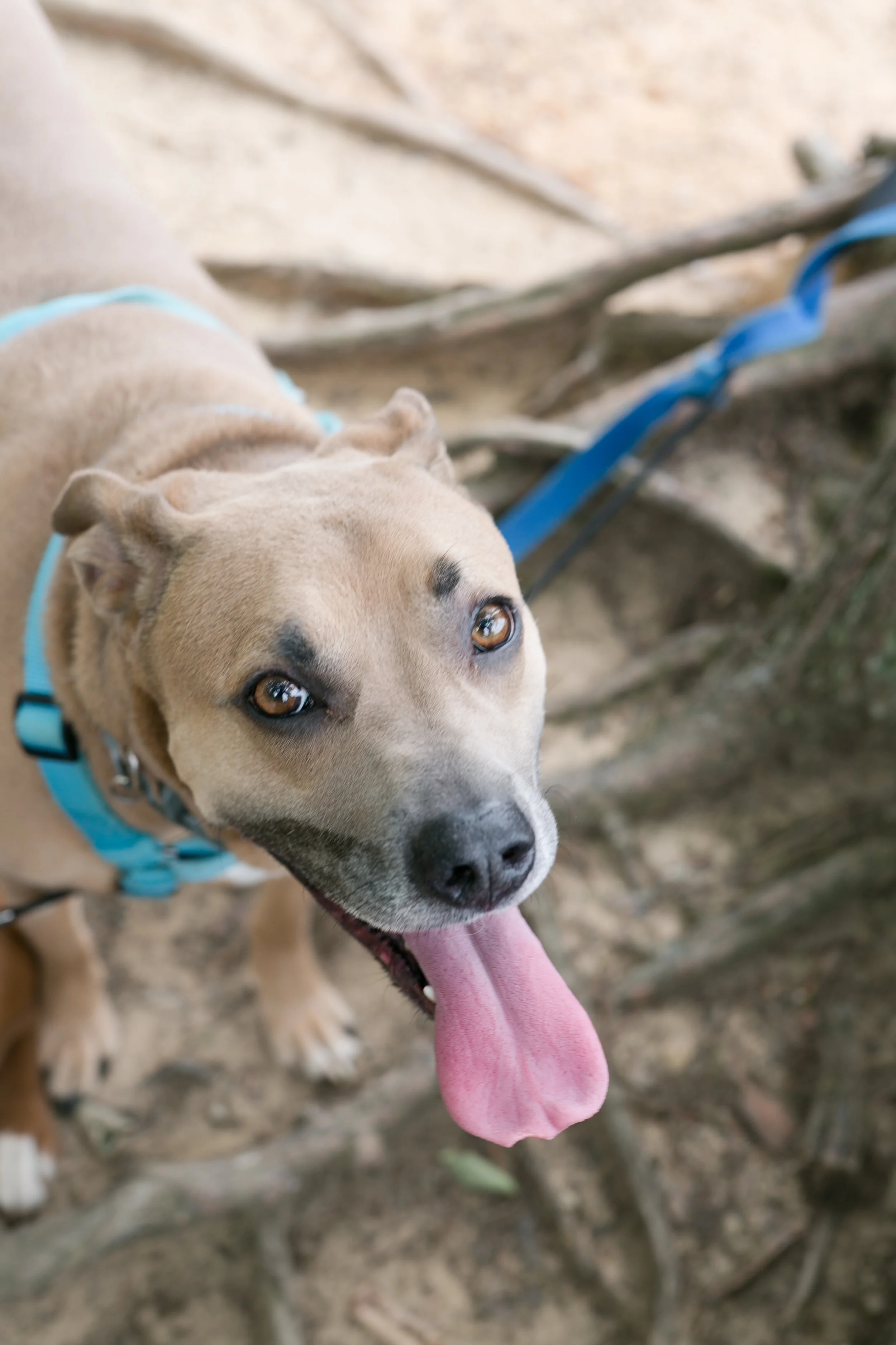 King (AKa King Bong Ding Dong) came to us as a foster and just never left. He is maybe the most cuddly dog you've ever met. He is shy and maybe not the brightest, but he absolutely loves his humans. 
