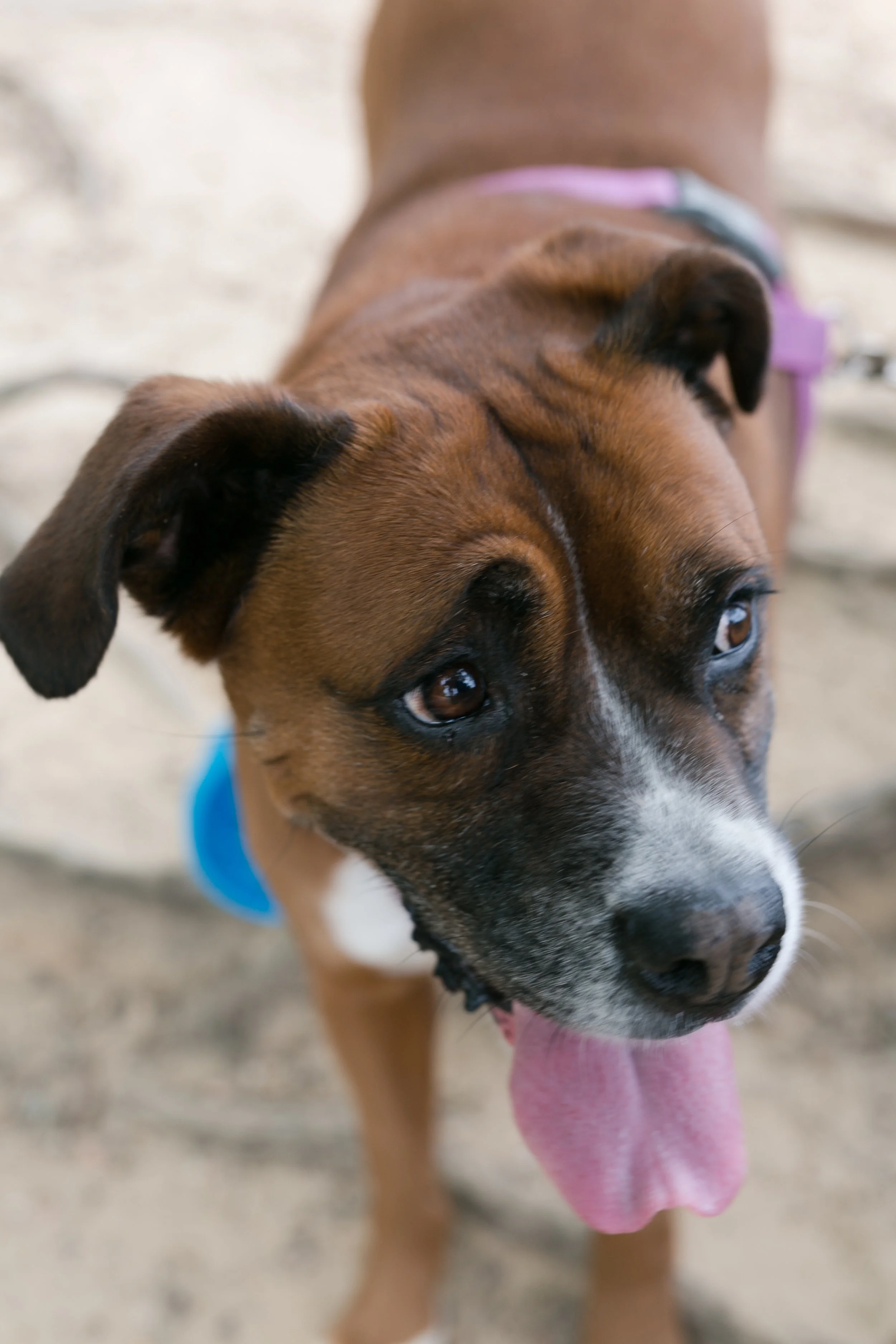 Lexi is my gal. She was the first of the pets and I have had her longer than Nick! She loves hiking and can jump just about any fence there is. 