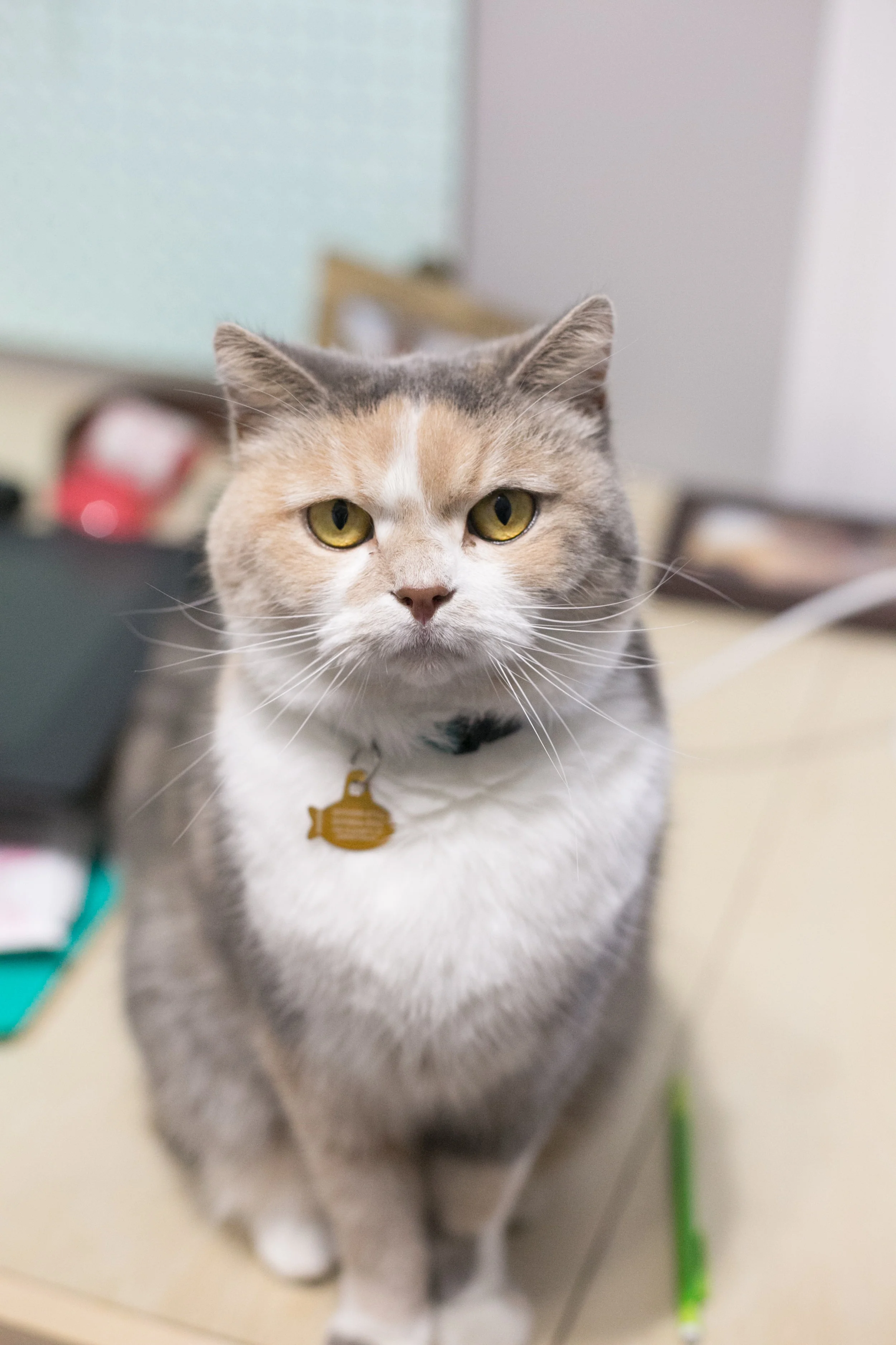 Queen Mona Cat obviously rules us all. She is sassy and silly and we just looove her fat cat face. She even has her own instagram account. @Queen_Mona_Cat