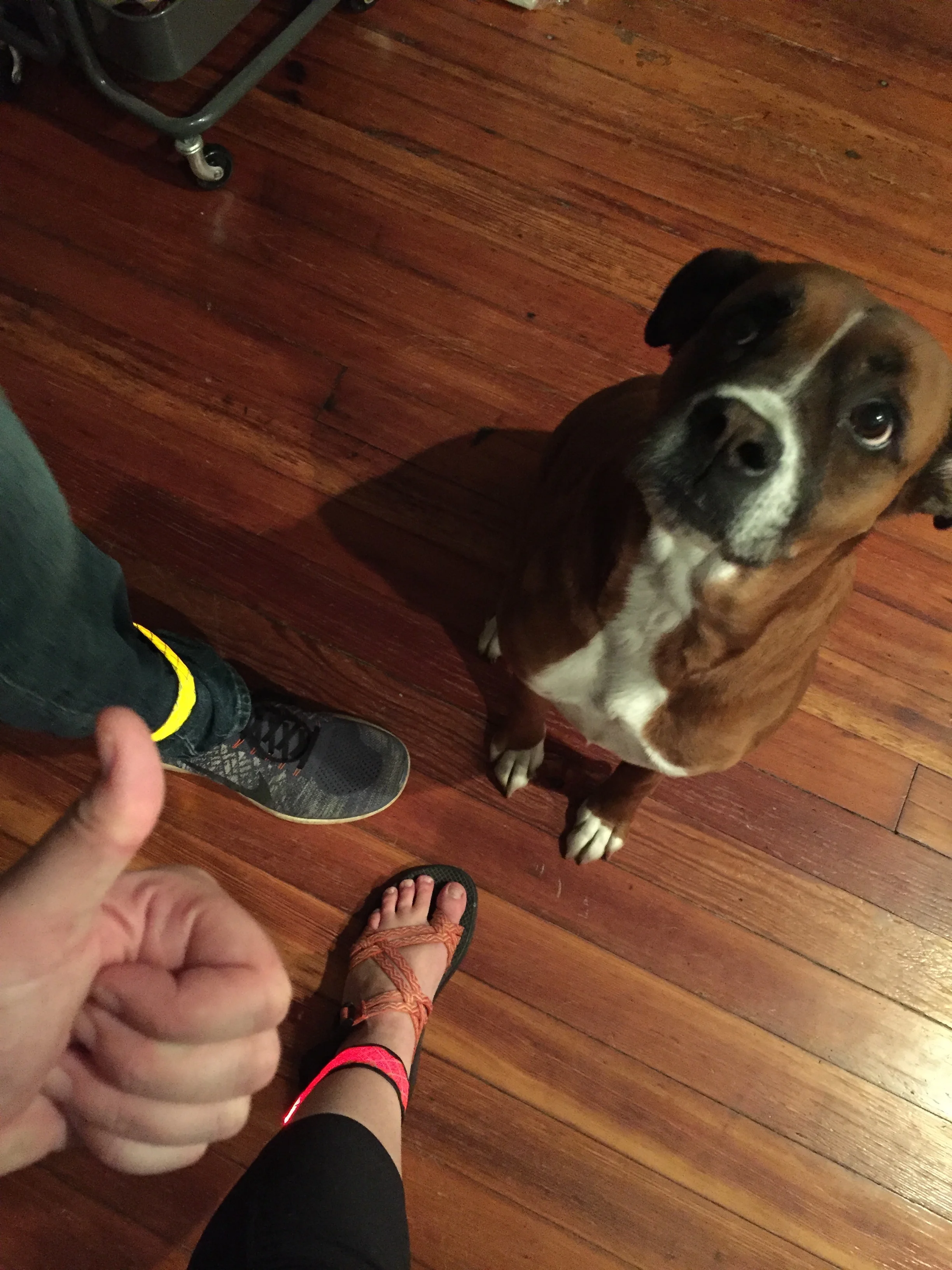 Safety first! Reflective flashing straps helps us get home safely to our fur child. 