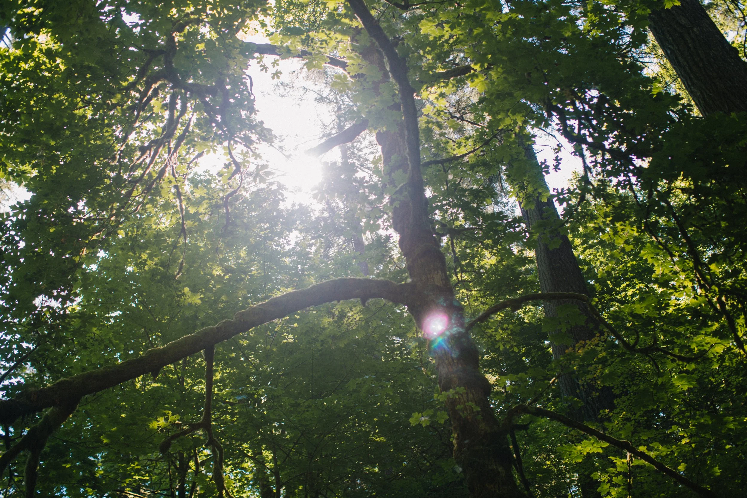 Rise Up Rooted — A Wild New Work