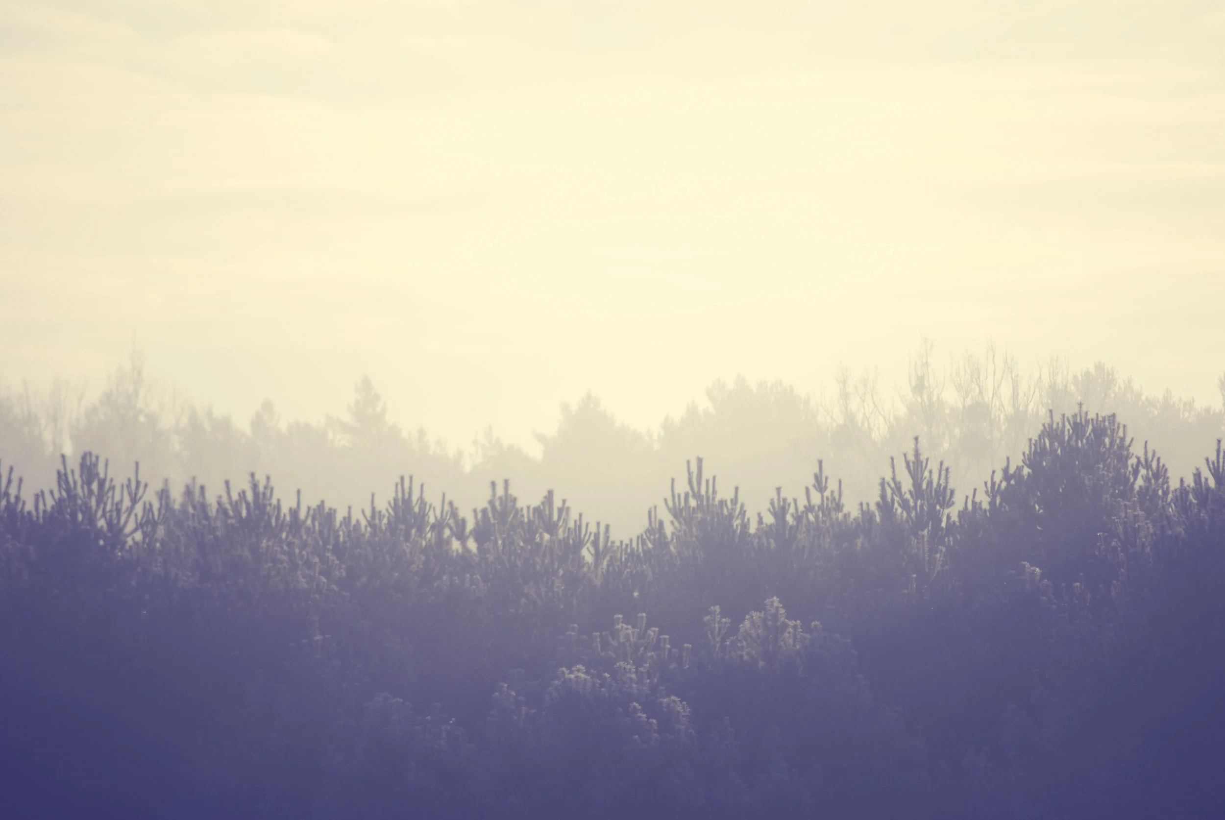 landscape-trees-winter-8781.jpg