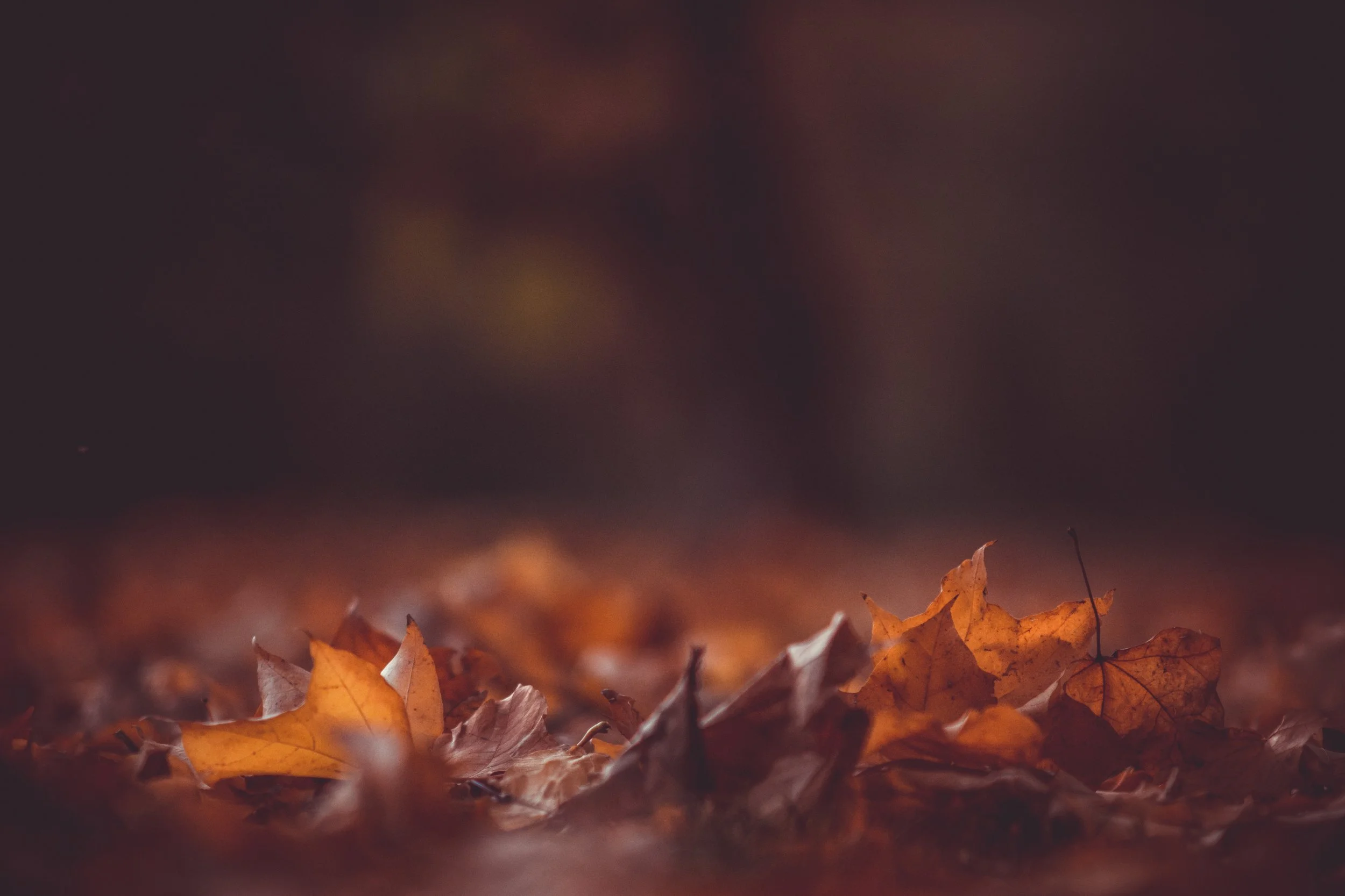 Photo by Kristian Seedorff on Unsplash